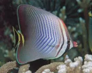 Triangulum Butterfly (CHAETODON TRIANGULUM)