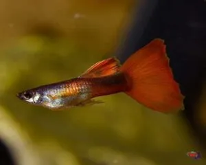 Turquoise Red Guppy (Male)