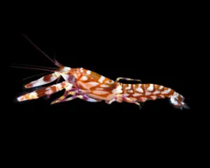 Tiger Pistol Shrimp (LYSMATA AMBOINENSIS)