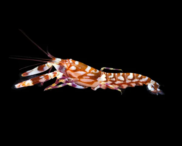 Tiger Pistol Shrimp Tiger Pistol Shrimp (LYSMATA AMBOINENSIS)