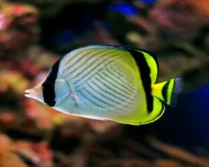 Vagabundus Butterfly (CHAETODON VAGABUNDUS)