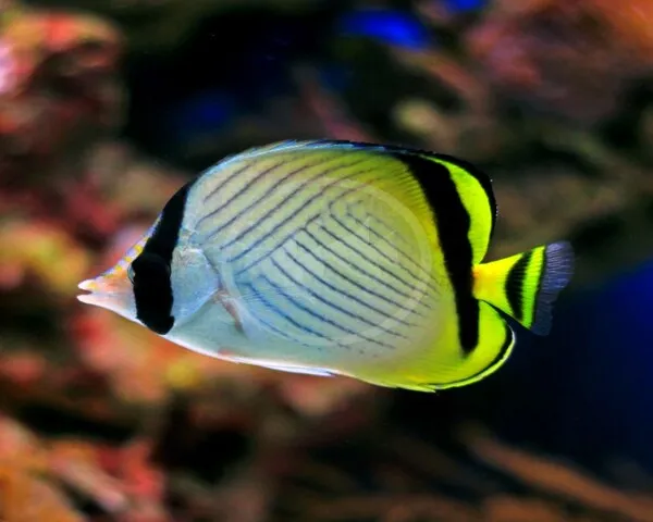 VAGABUNDUS-BUTTERFLY-1.jpg Vagabundus Butterfly (CHAETODON VAGABUNDUS)