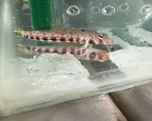Viva Goby (VALENCIENNA LONGIPPINIS)
