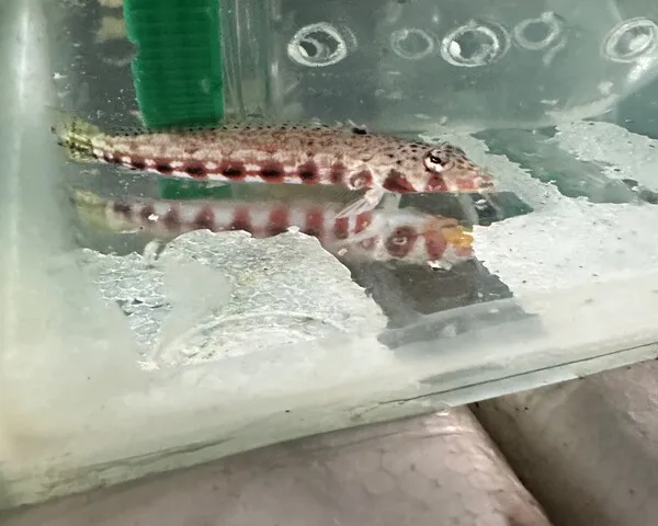 VIVA-GOBY-1.jpeg Viva Goby (VALENCIENNA LONGIPPINIS)