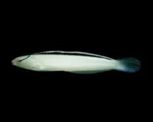 White Goby/Disco (MELACANTHUS SMITHII)