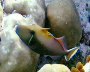 White Rimtrigger (SUFFLAMEN CHRYSOPTERUS)