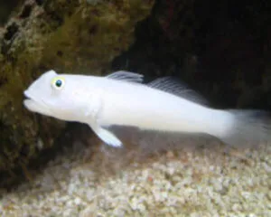 White Sleeper Goby (VALENCIENNA SEXGUTTATA)