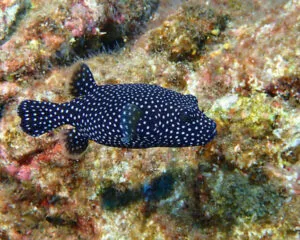 White Spotted Dog Face (ATOTHRON MEMEAGRIS)