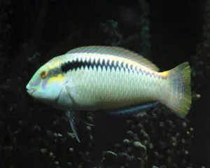 White Wrasse (HALICHOERES SCAPULATIS)