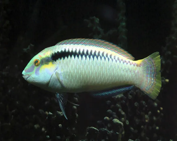 WHITE-WRASSE-1.jpg White Wrasse (HALICHOERES SCAPULATIS)