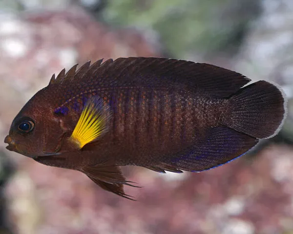 Yellow Fin Angel (CENTROPYGE FLAVIPECCTORALIS)
