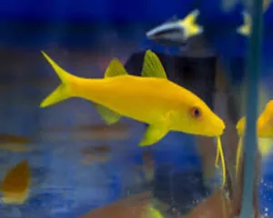 Yellow Goatfish (PARUPENEUS CYCLOSTOMUS)
