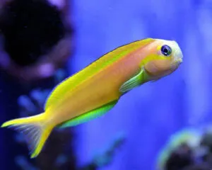 Yellow Goby (ECSENIUS MIDAS)
