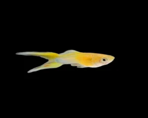 Yellow Layertail Guppy (Male)