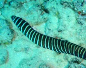 Sebra Eel (GYMNOMURAENA ZEBRA)