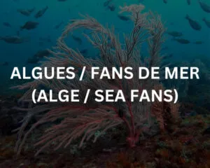 Abudef (ABUDEFDUF SAXATILIS)