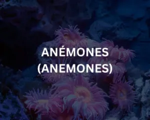 Abudef (ABUDEFDUF SAXATILIS)