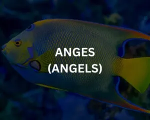 Abudef (ABUDEFDUF SAXATILIS)