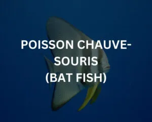 Abudef (ABUDEFDUF SAXATILIS)