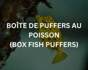 Abudef (ABUDEFDUF SAXATILIS)