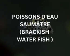 Abudef (ABUDEFDUF SAXATILIS)