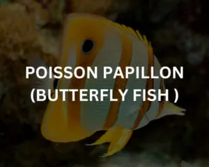 Abudef (ABUDEFDUF SAXATILIS)