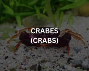 Abudef (ABUDEFDUF SAXATILIS)