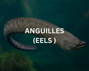 Abudef (ABUDEFDUF SAXATILIS)
