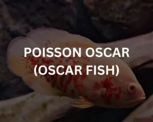 Albino Oscar