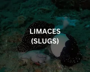 Abudef (ABUDEFDUF SAXATILIS)
