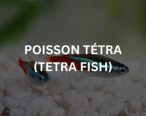 Albino Oscar