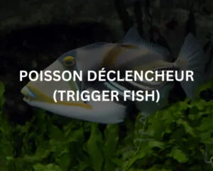 Abudef (ABUDEFDUF SAXATILIS)